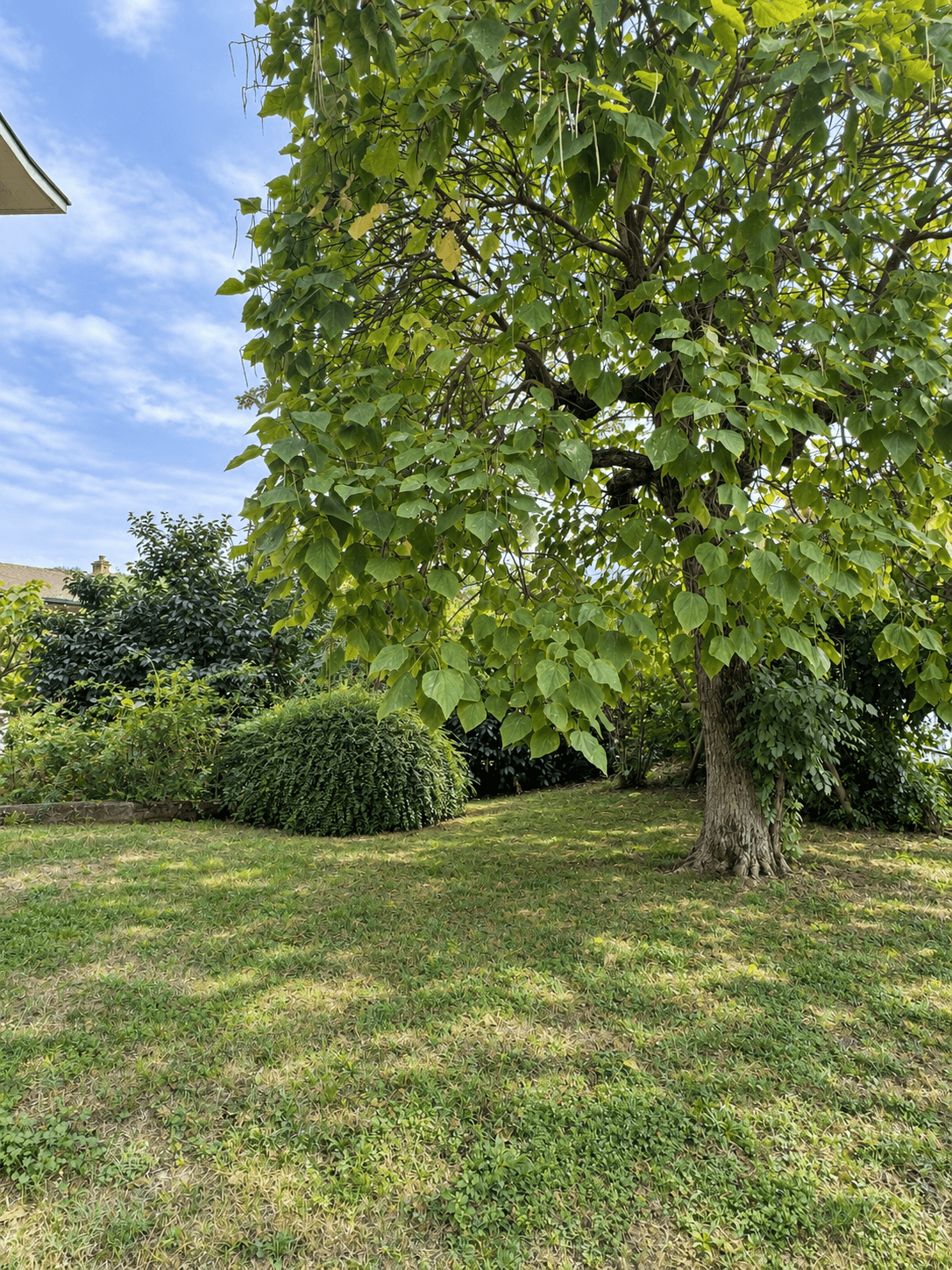 Giardino sul retro con prato curato e albero — Villa singola con giardino e vista sulla vallata a Montalto