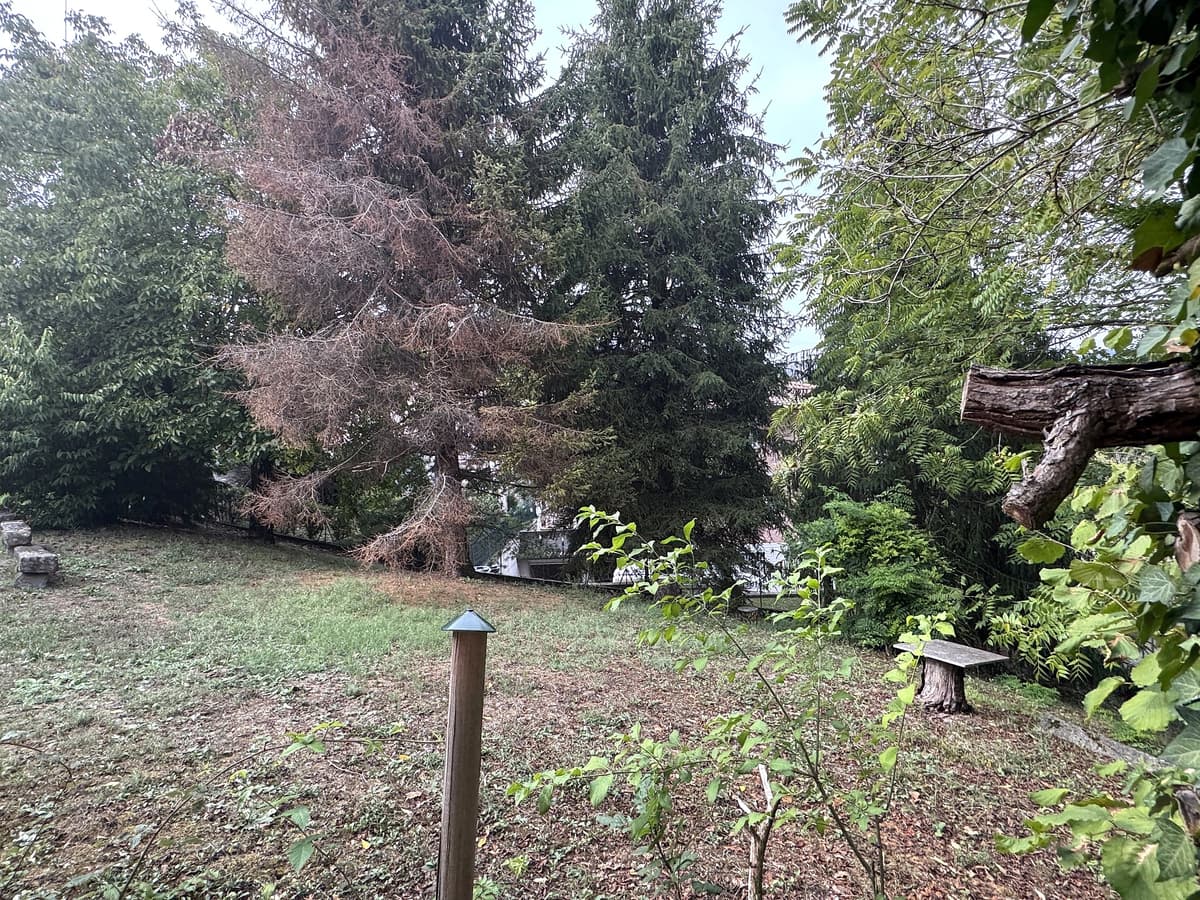 Giardino con pini e prato verde — zona relax — Villa singola con giardino e vista sulla vallata a Montalto