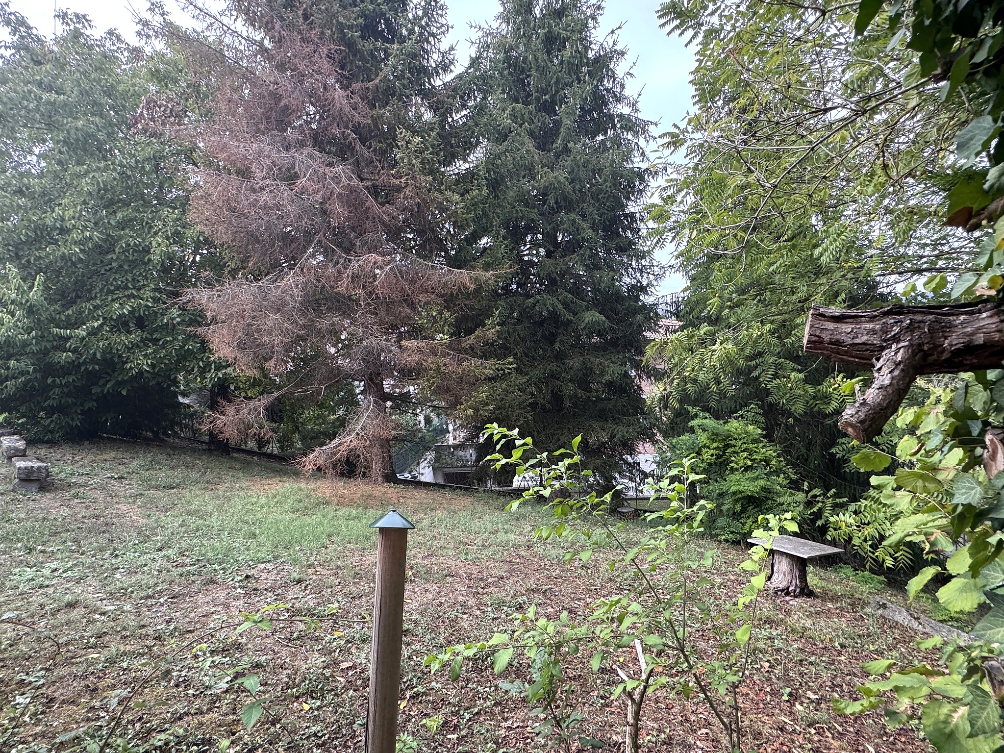 Giardino con pini e prato verde — zona relax