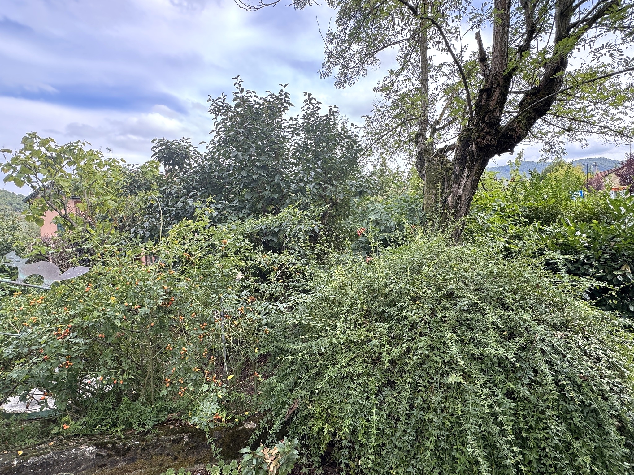 Frutteto e orto con vegetazione rigogliosa